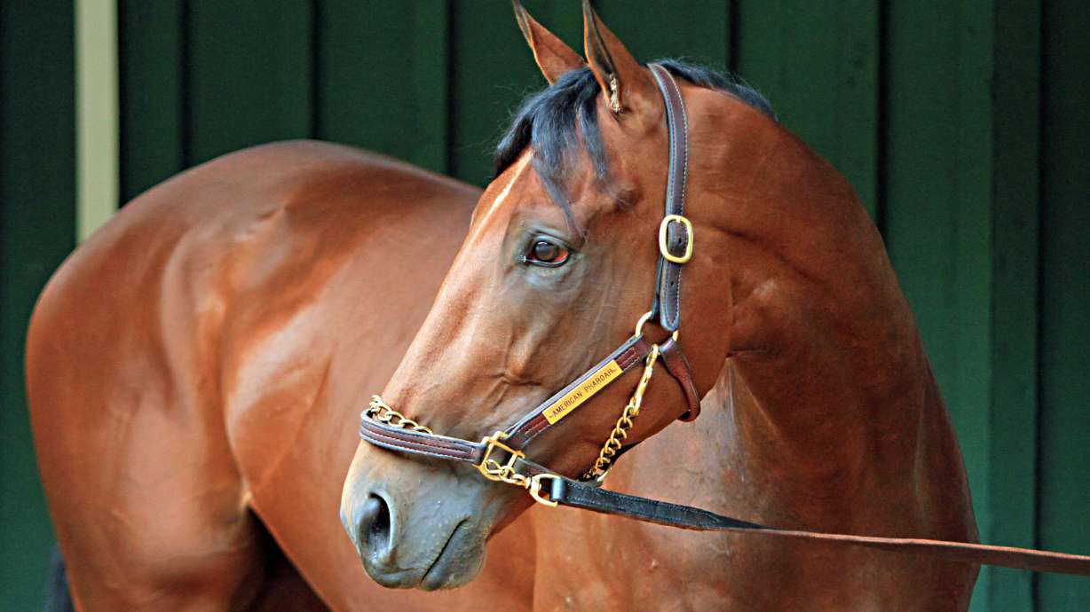 Owner: American Pharoah expected to race until end of year