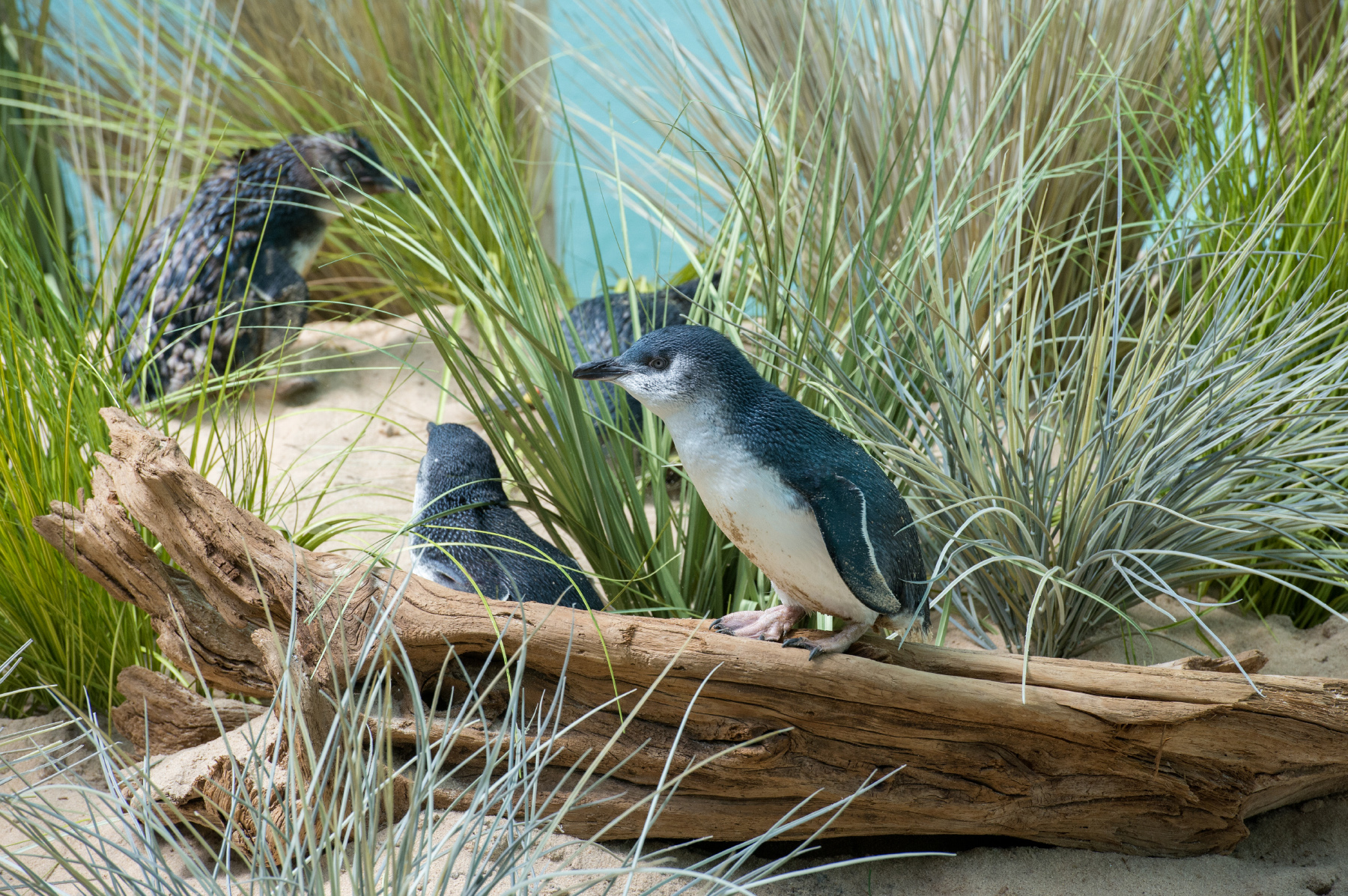 24 little penguins from Australia go on display at Bronx Zoo