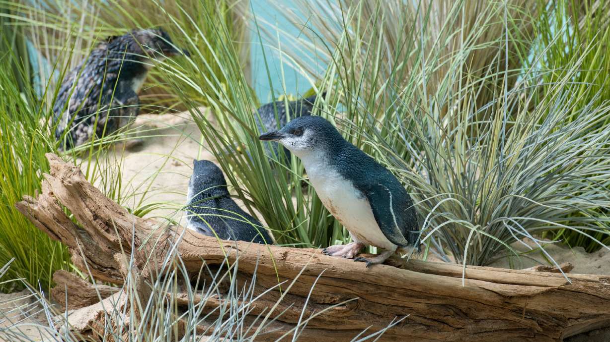 24 little penguins from Australia go on display at Bronx Zoo
