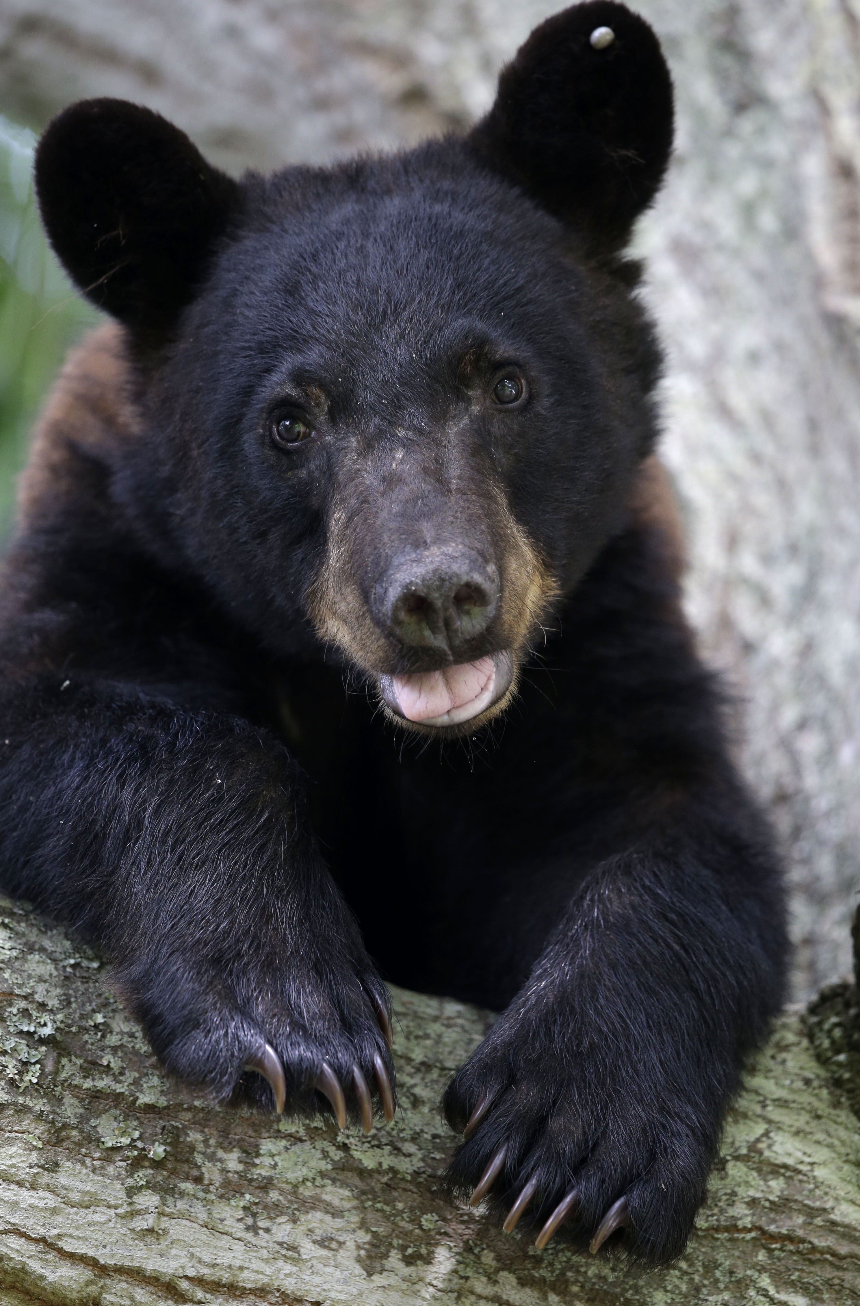 Louisiana black bear could move off threatened-species list