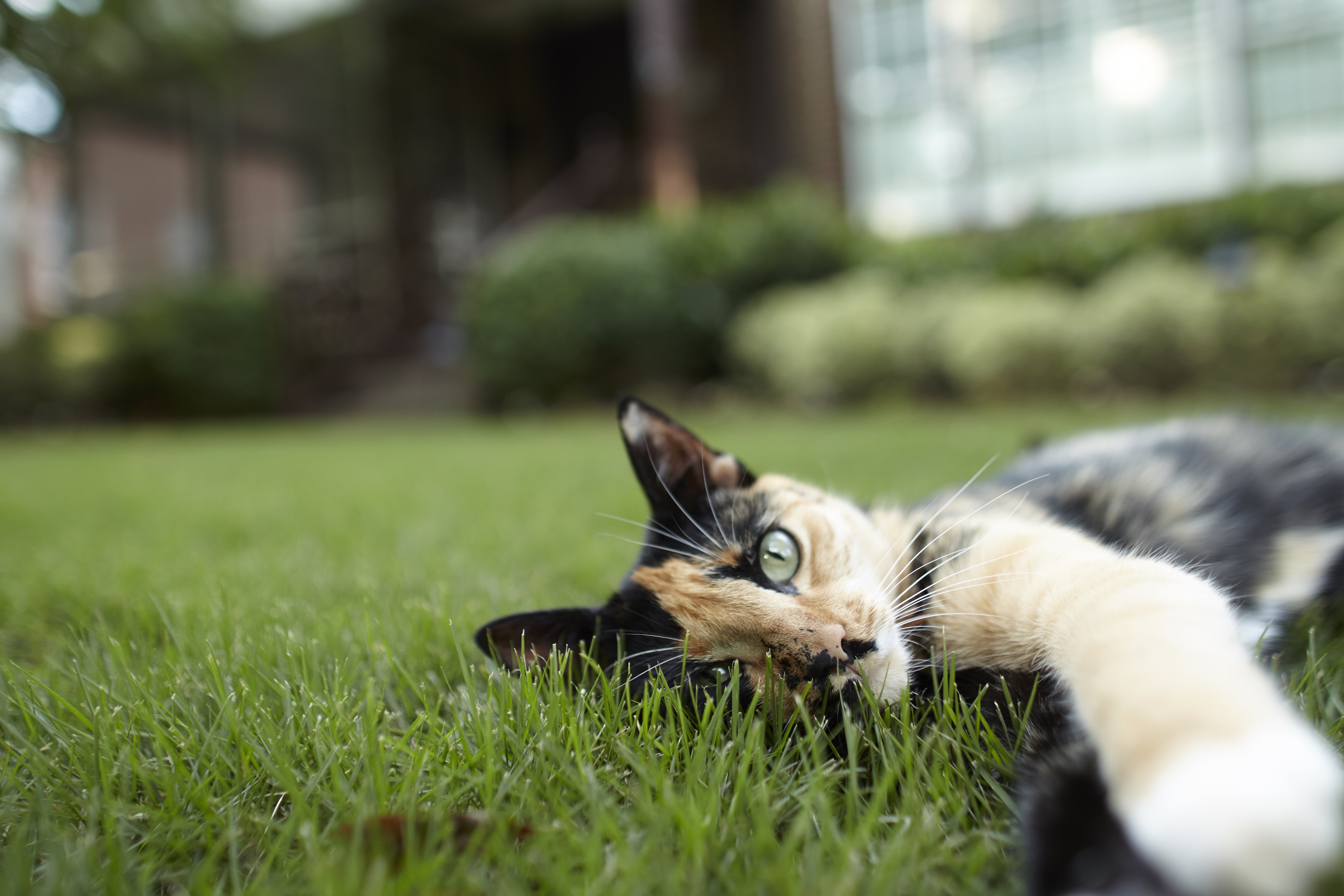 Humane Society waives June adoption fees as cat numbers rise