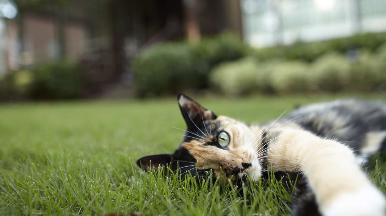 Humane Society waives June adoption fees as cat numbers rise