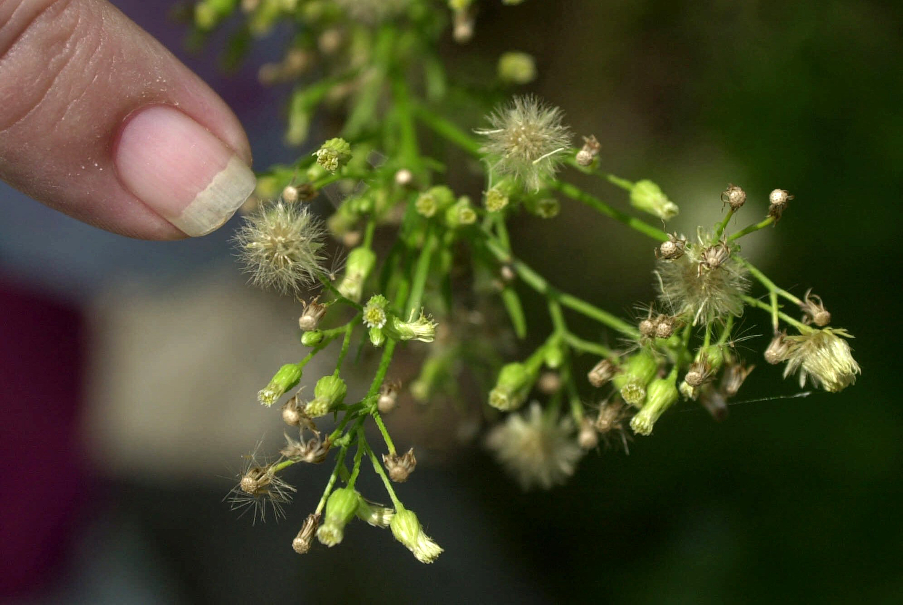 Study: Europeans to suffer more ragweed with global warming