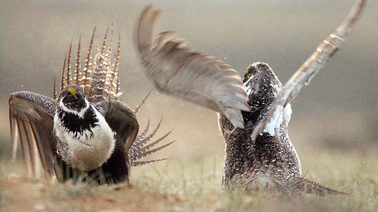 Sage grouse DNA study maps crucial mating grounds in US West