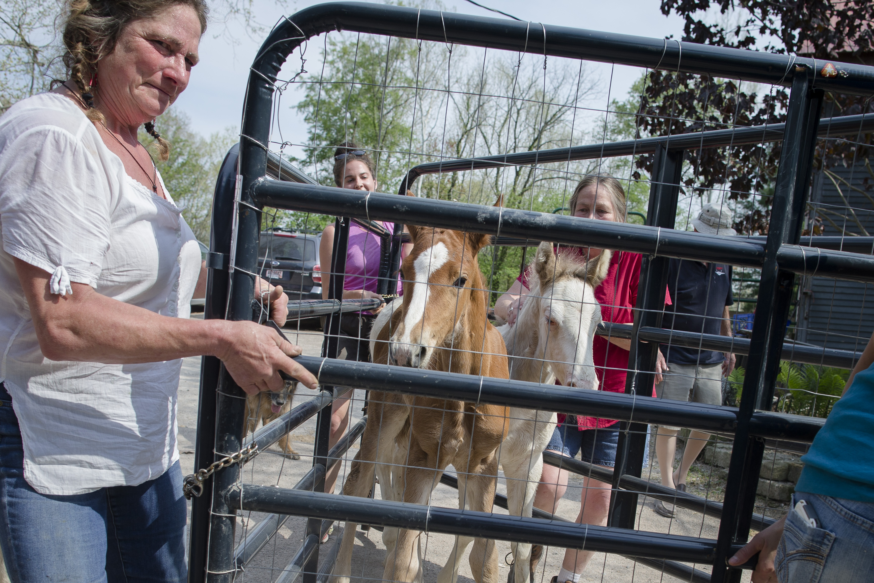 AP PHOTOS: Farm lets orphaned or abandoned foals thrive
