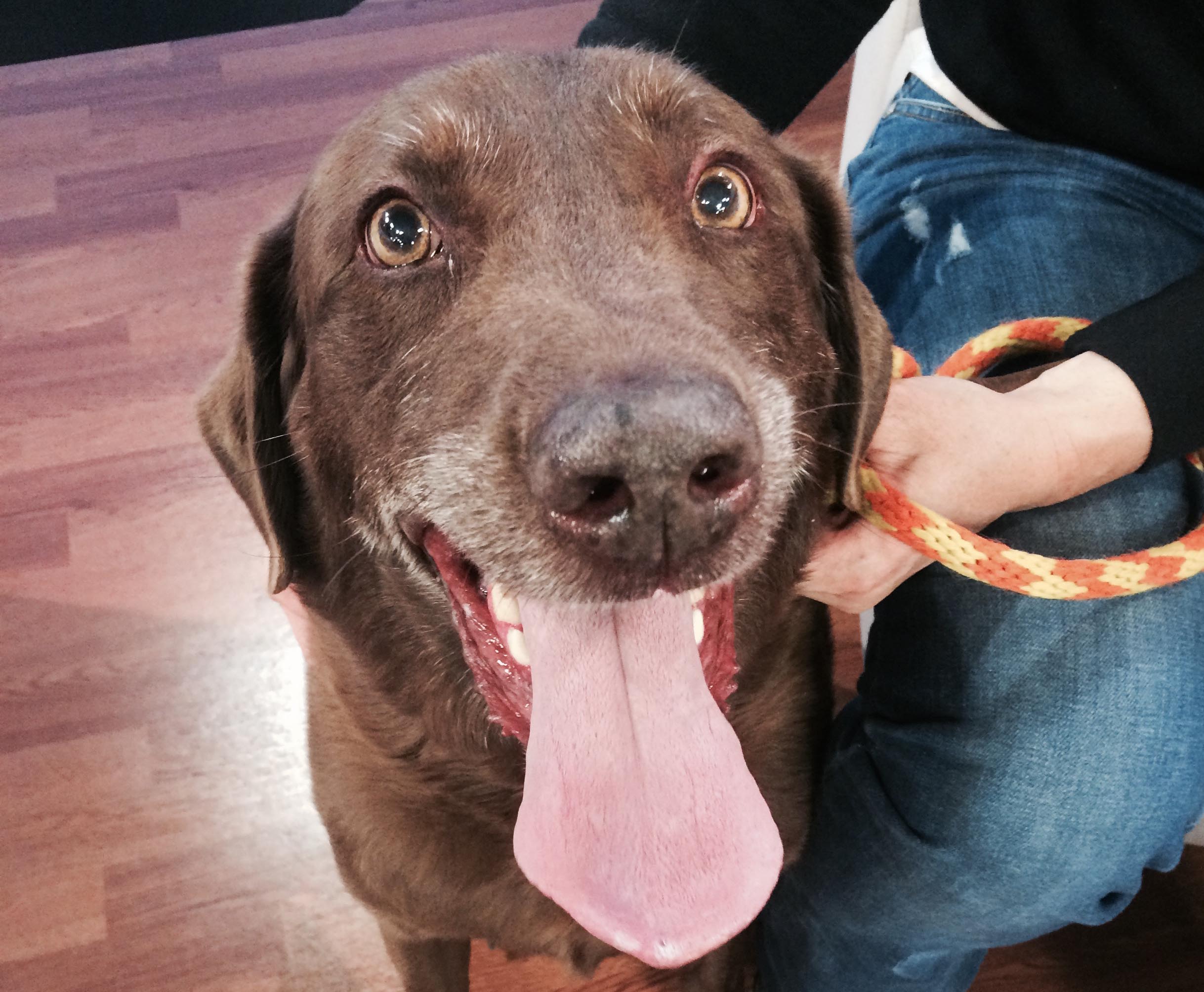 Miller the dog is Best Friends Animal Society's pet of the week. (Andrew Wittenberg/KSL-TV)