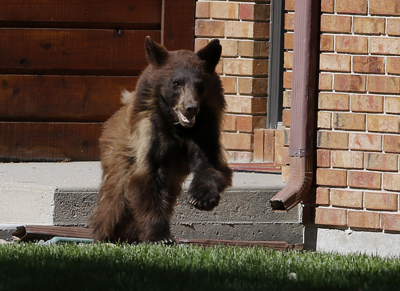Bear scurries around Wyoming city, falls asleep, gets caught