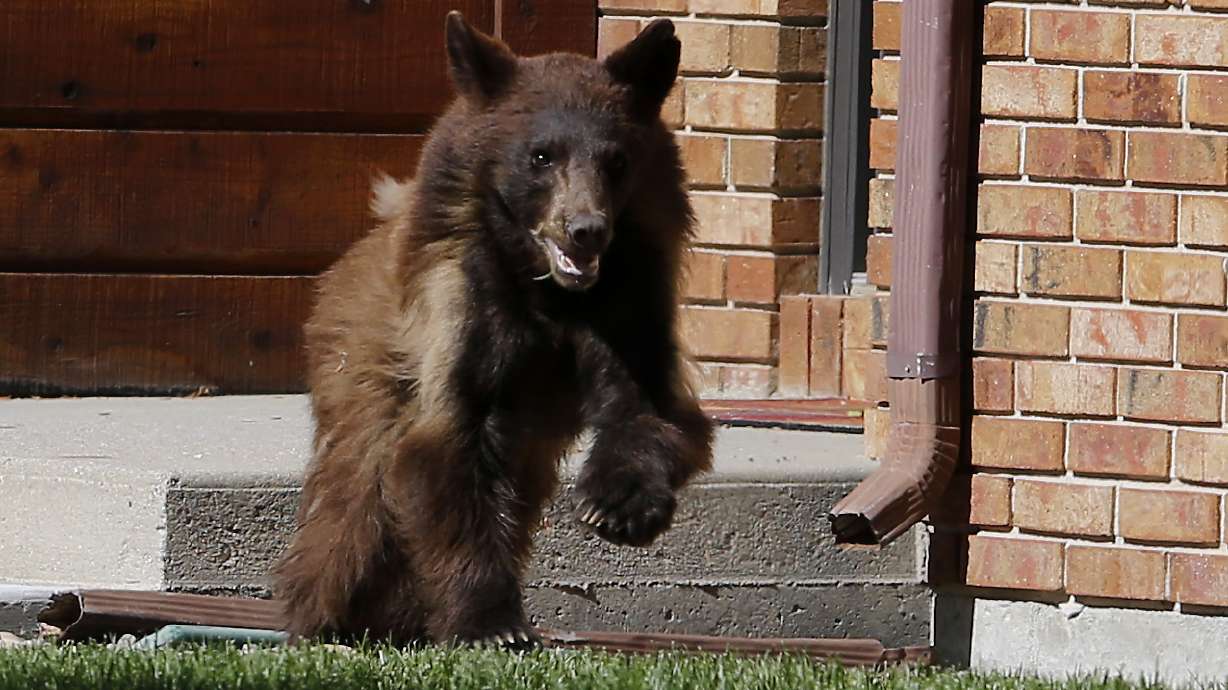Bear scurries around Wyoming city, falls asleep, gets caught