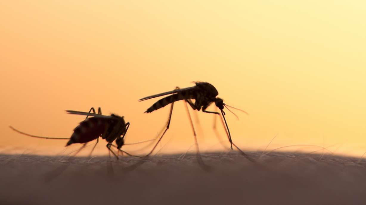 Utah County reports first human case of West Nile virus