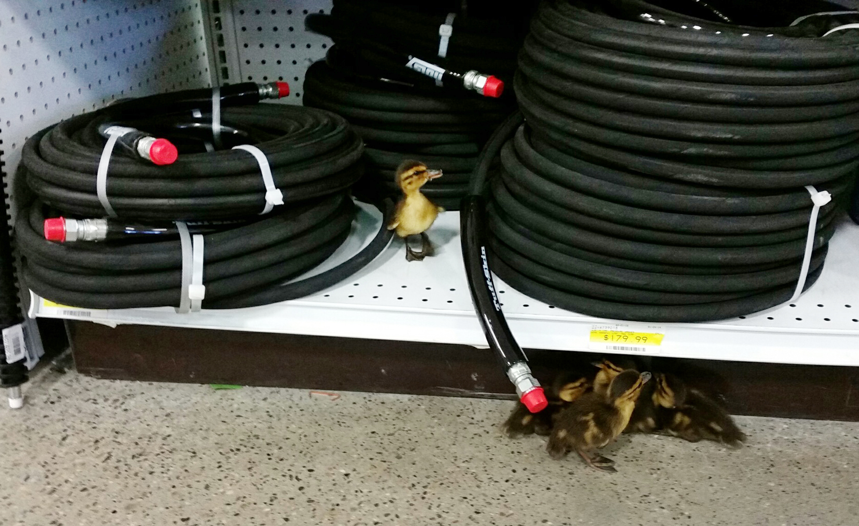 Ducklings waddle their way inside Alaska hardware store