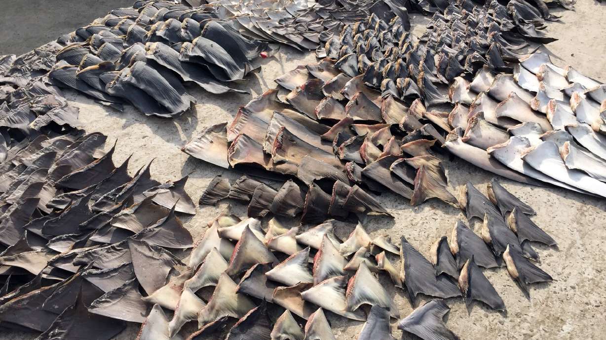 200,000 shark fins seized at Ecuadorean port