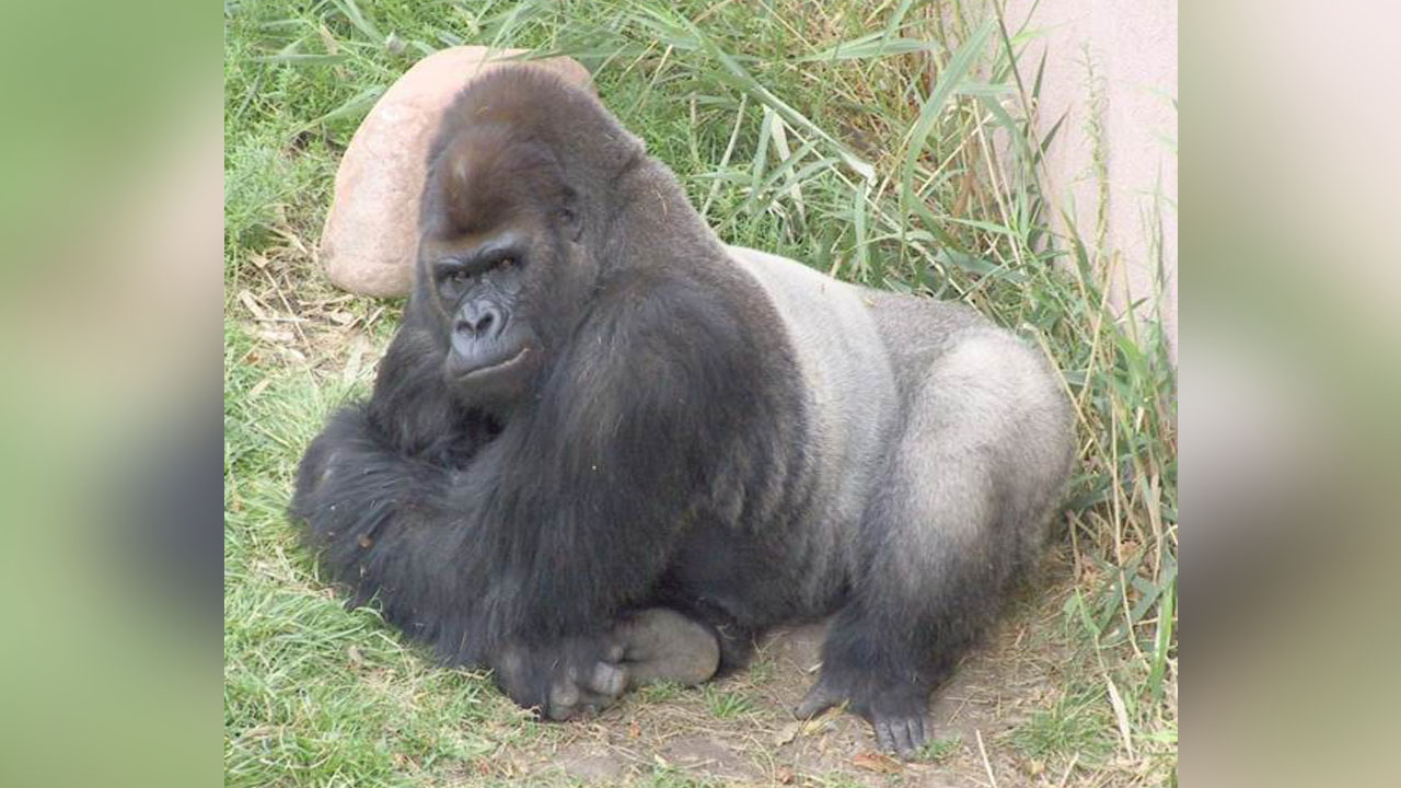 Hogle Zoo's gorilla Tino euthanized