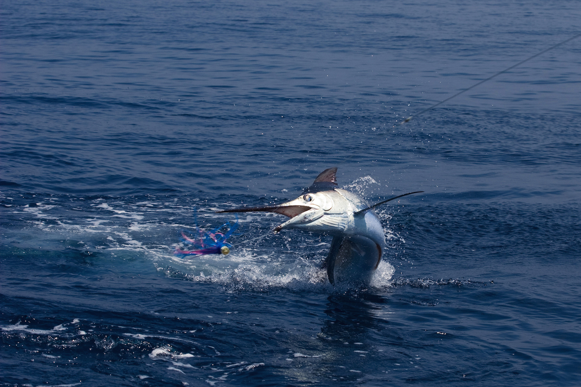 Swordfish kills fisherman in Hawaii