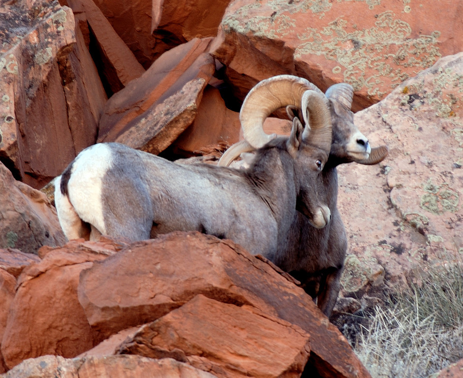 See wild bighorn sheep at DWR viewing event