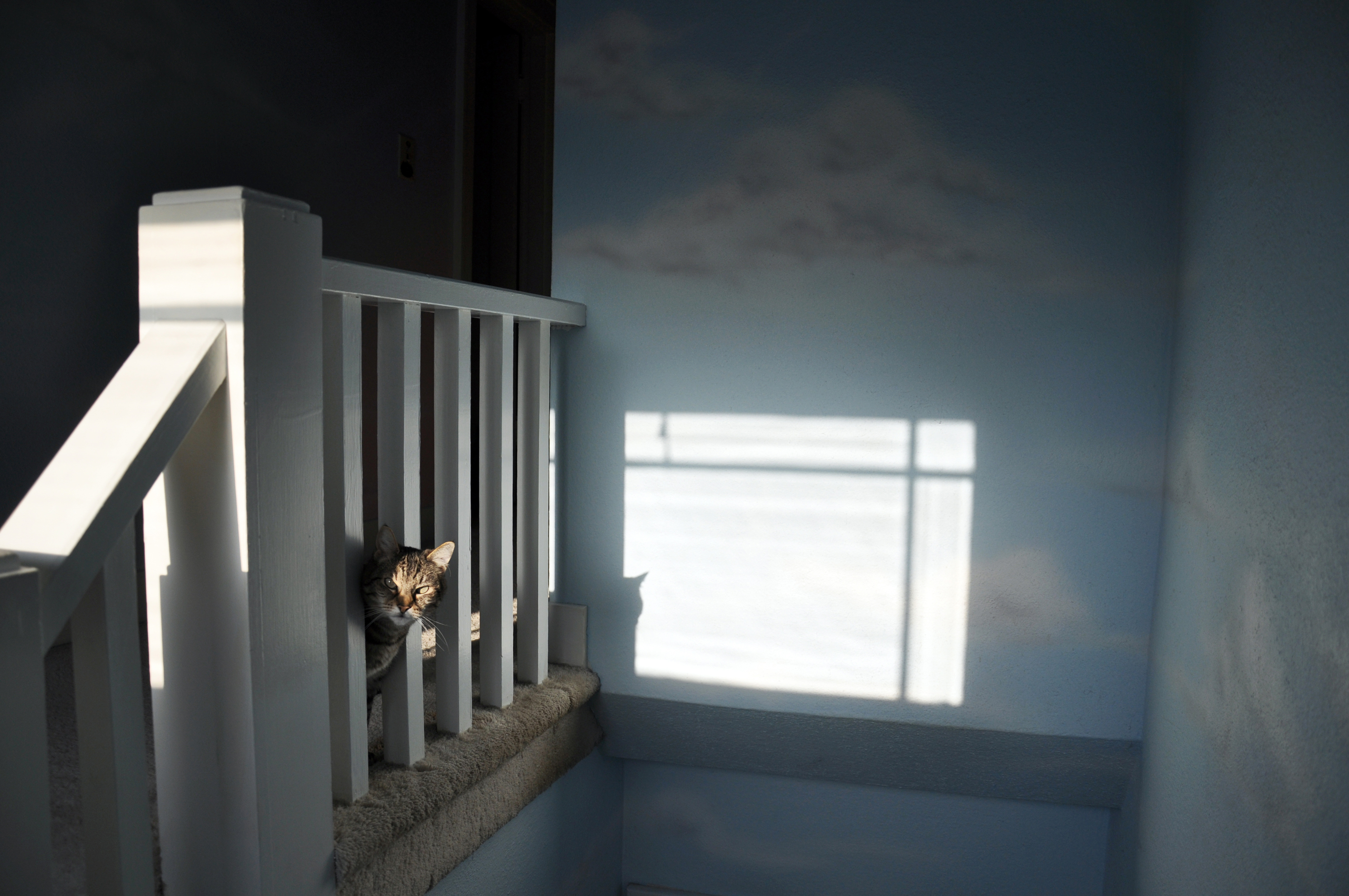 In-home euthanasia becomes popular option for pet owners