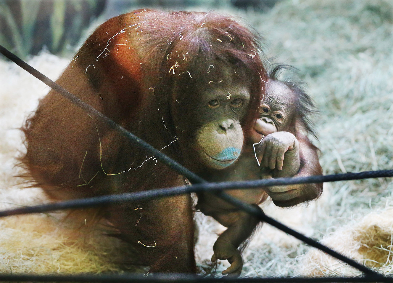 Cuidadora del Hogle Zoo responde preguntas a los ni?os 