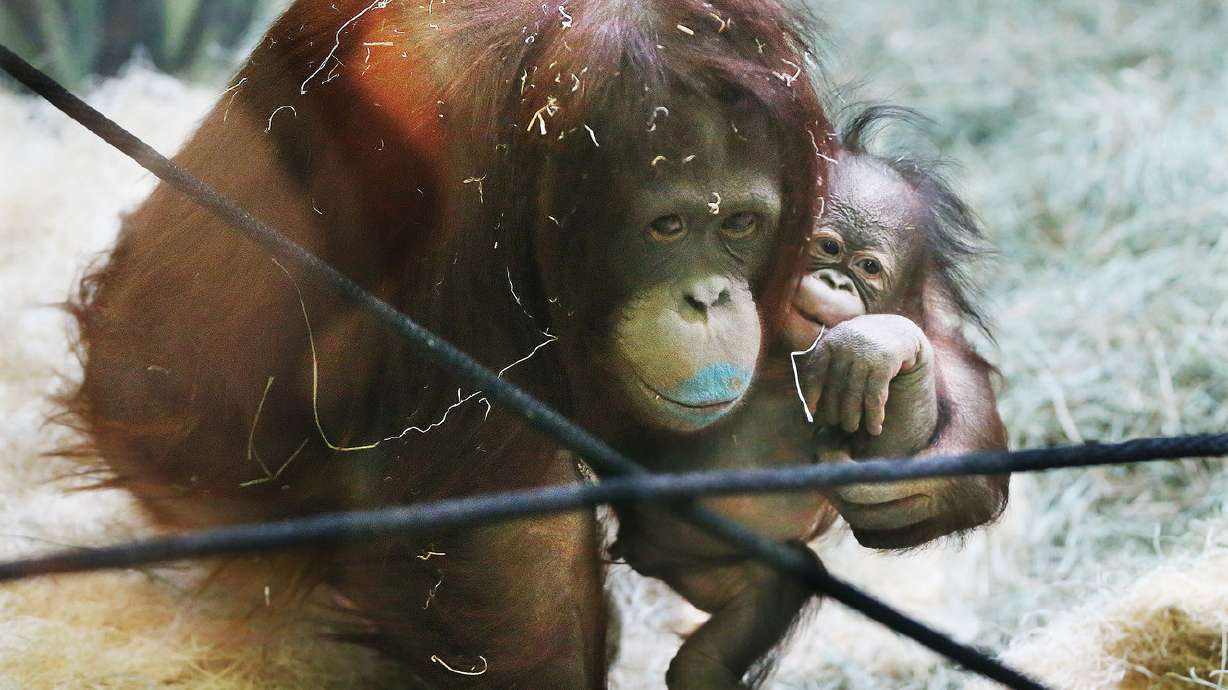 Cuidadora del Hogle Zoo responde preguntas a los ni?os