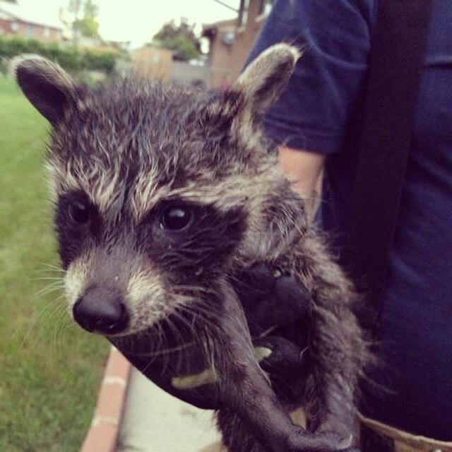 UFA: 'Combative' raccoon mother, 4 babies removed from chimney 