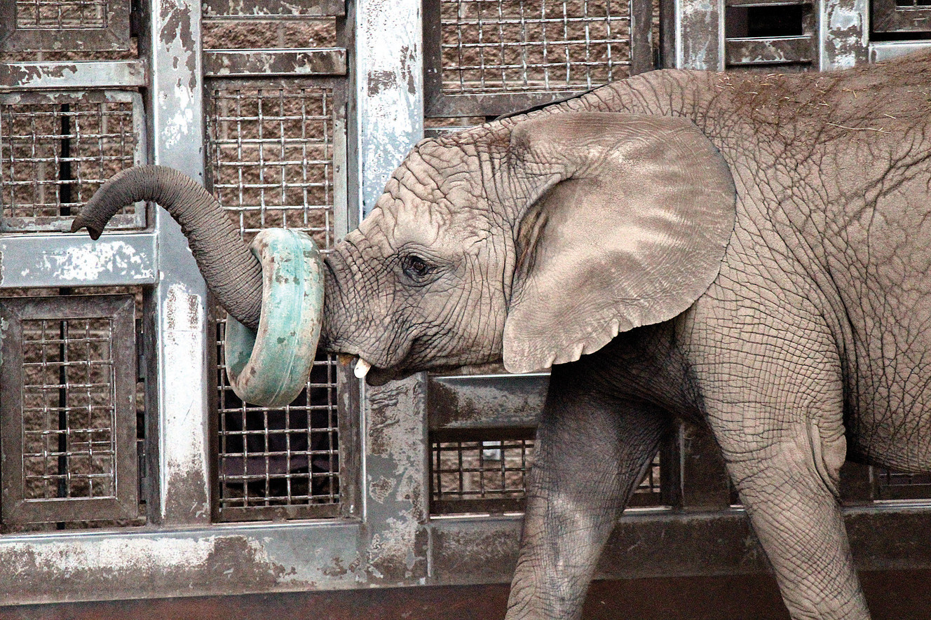 Elefantes fascinantes: Paquidermos del 'Hogle Zoo' sirven como embajadores a sus similares salvajes