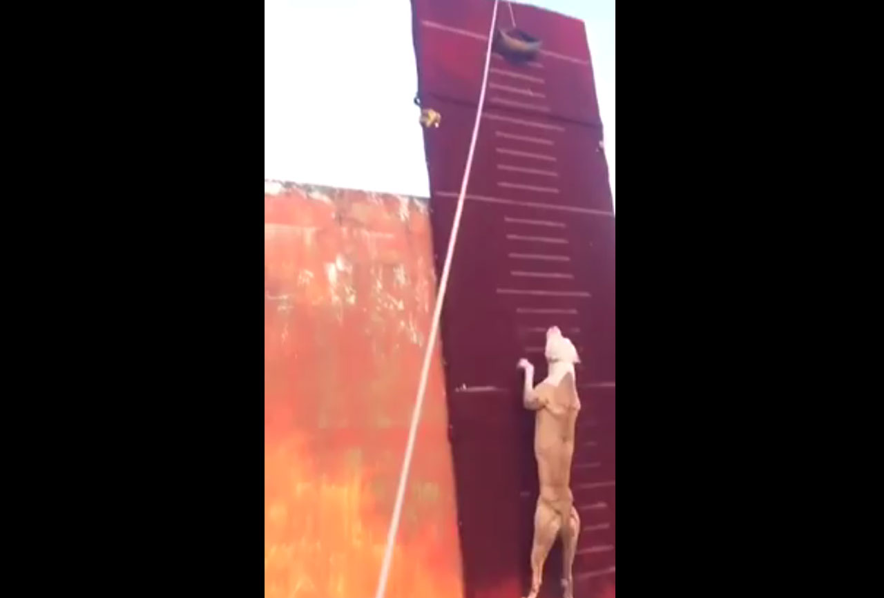 Have You Seen This? Pit bulls are strong