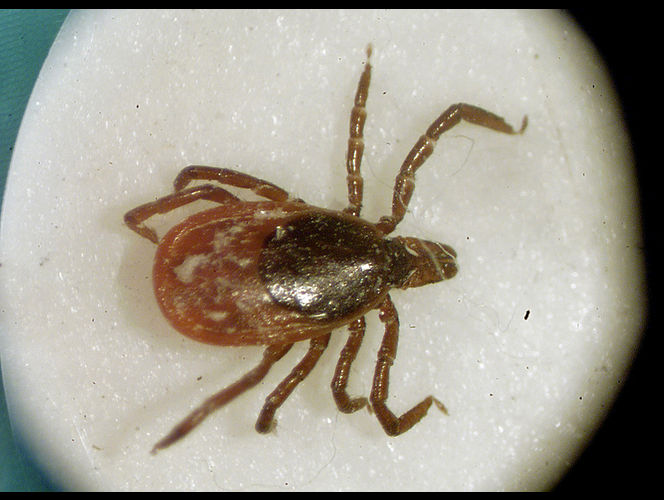 Más virus que pueden ser mortales transmitidos por las garrapatas aparecen en EE.UU., qué hacer 