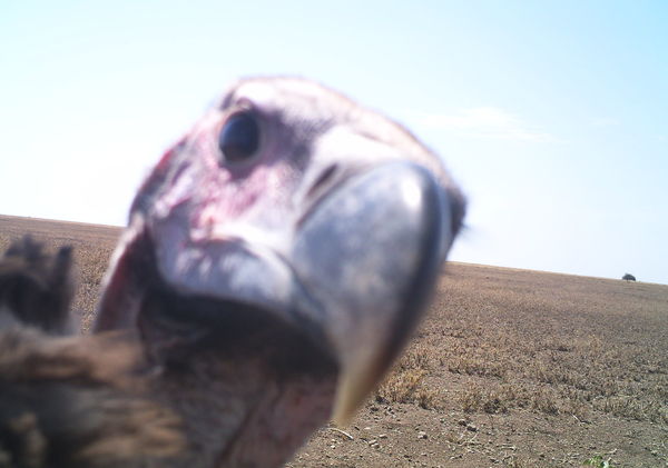 20 wild 'selfies' of animals in the Serengeti