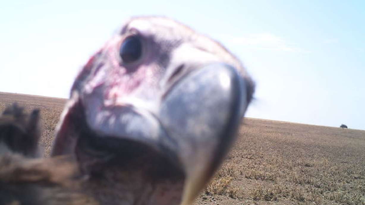 20 wild 'selfies' of animals in the Serengeti