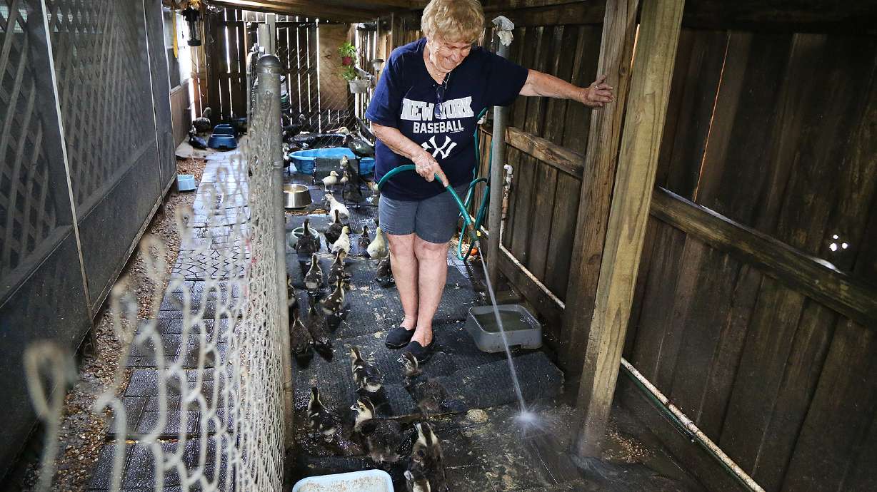 Feed 'em or fight 'em: The Muscovy duck wars rage on