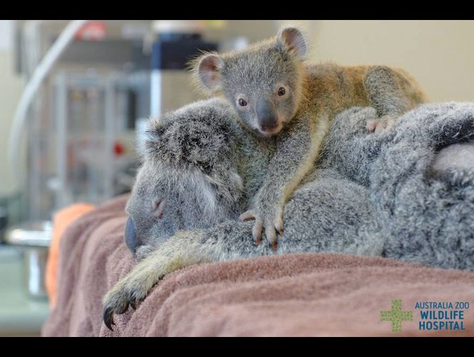 Permiten a bebé Koala permanecer abrazado a su madre durante cirugía, él bebé no se quiso despegar