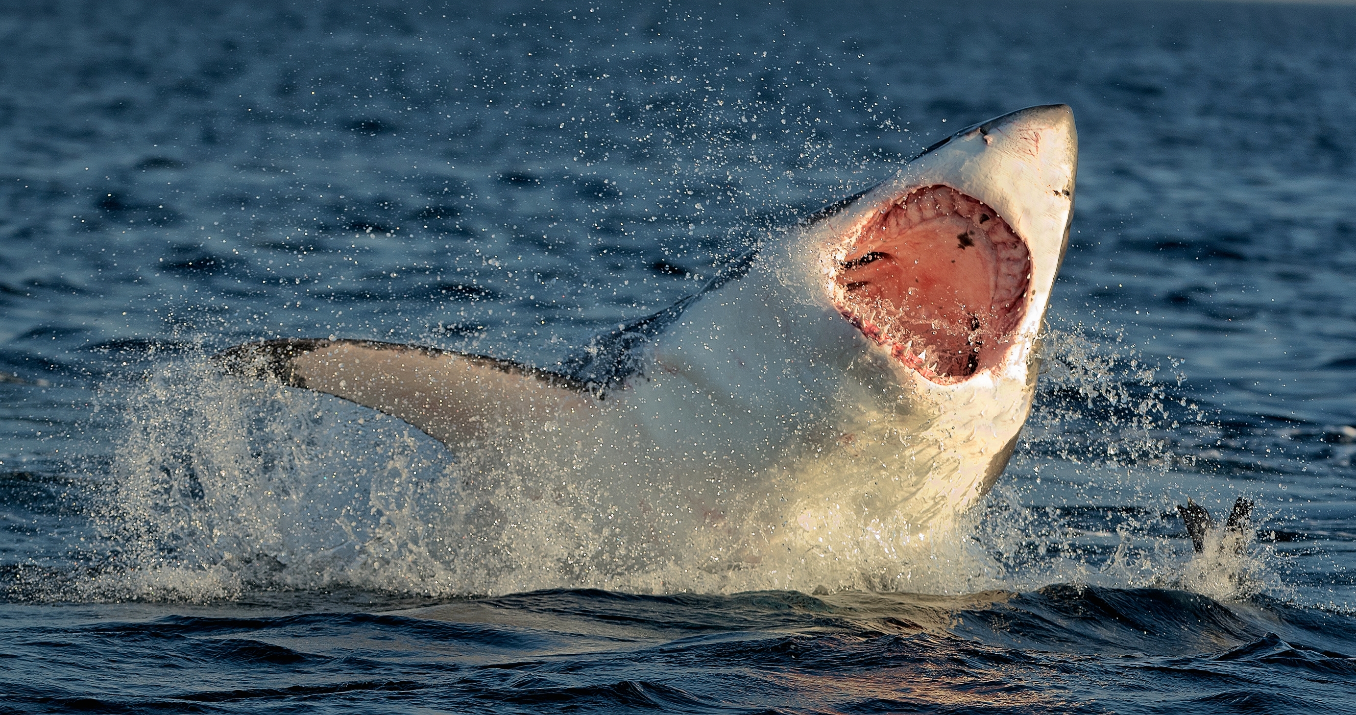 Shark from &lsquo;Jaws,&rsquo; Voldemort polling higher than most presidential candidates