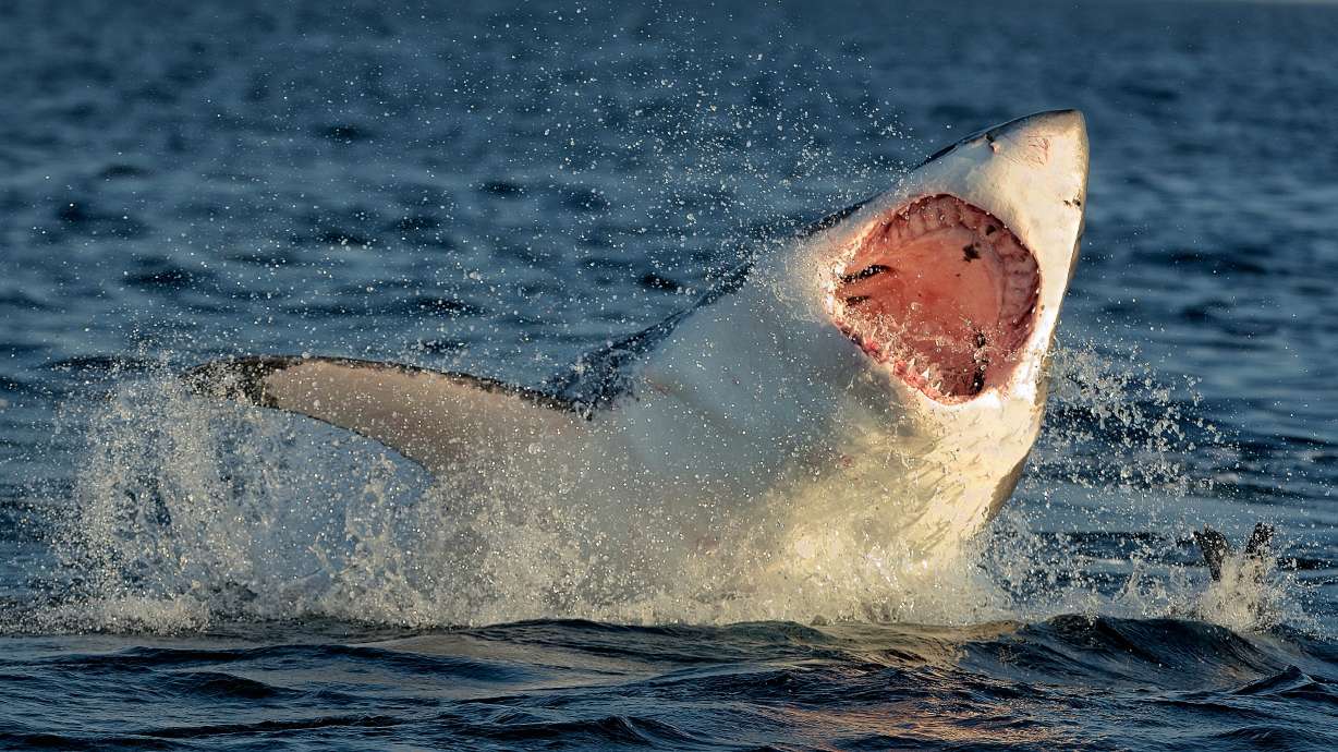 Shark from ‘Jaws,’ Voldemort polling higher than most presidential candidates