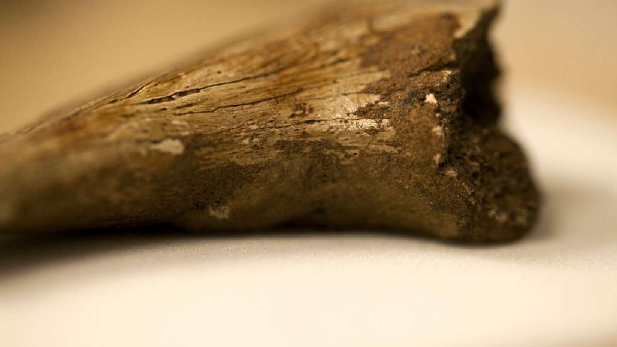 Red blood cells found in ancient dinosaur fossils