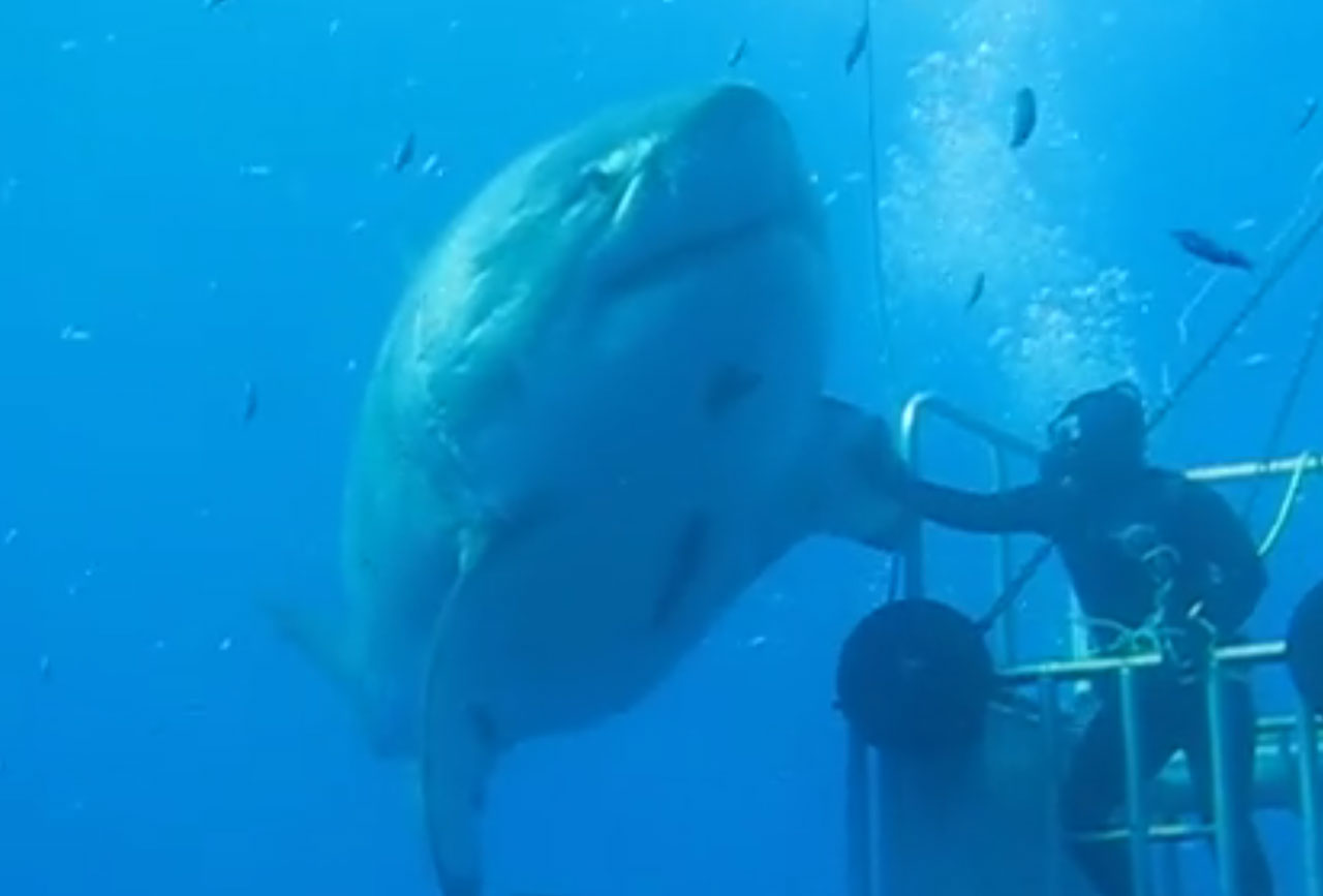 Have You Seen This? 20-foot great white shark caught on film | KSL.com