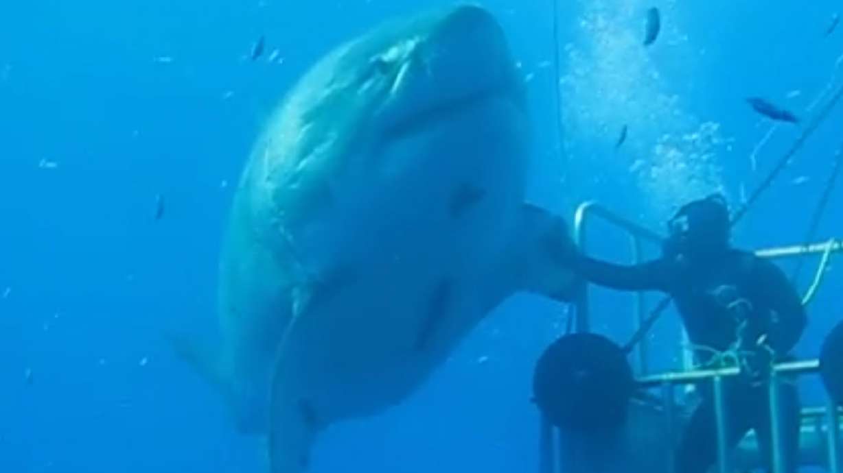Have You Seen This? 20-foot great white shark caught on film