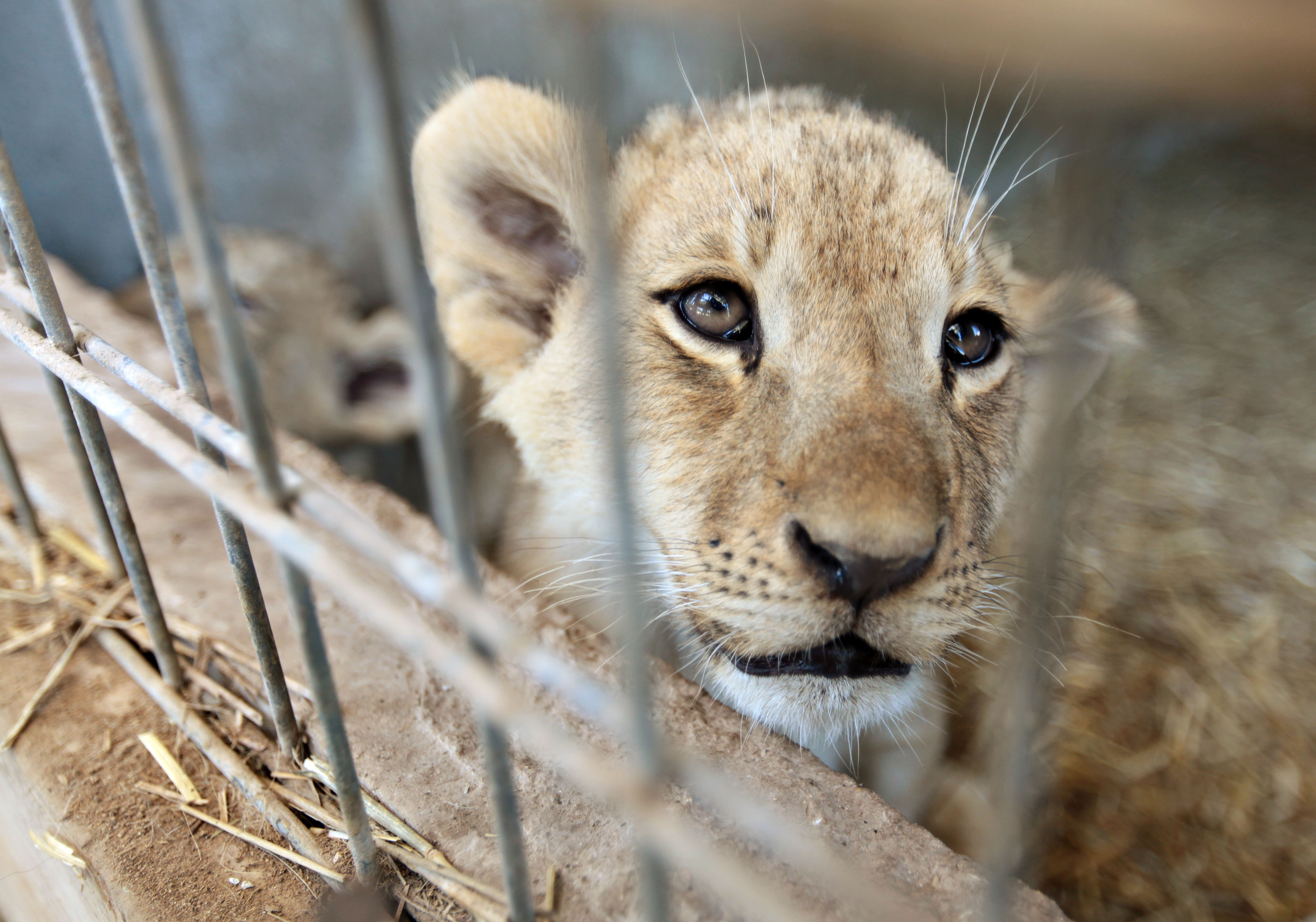 Animal sanctuary surprised by birth of 2 lion cubs
