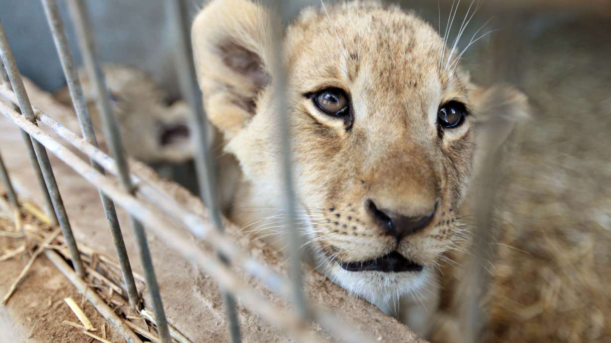 Animal sanctuary surprised by birth of 2 lion cubs