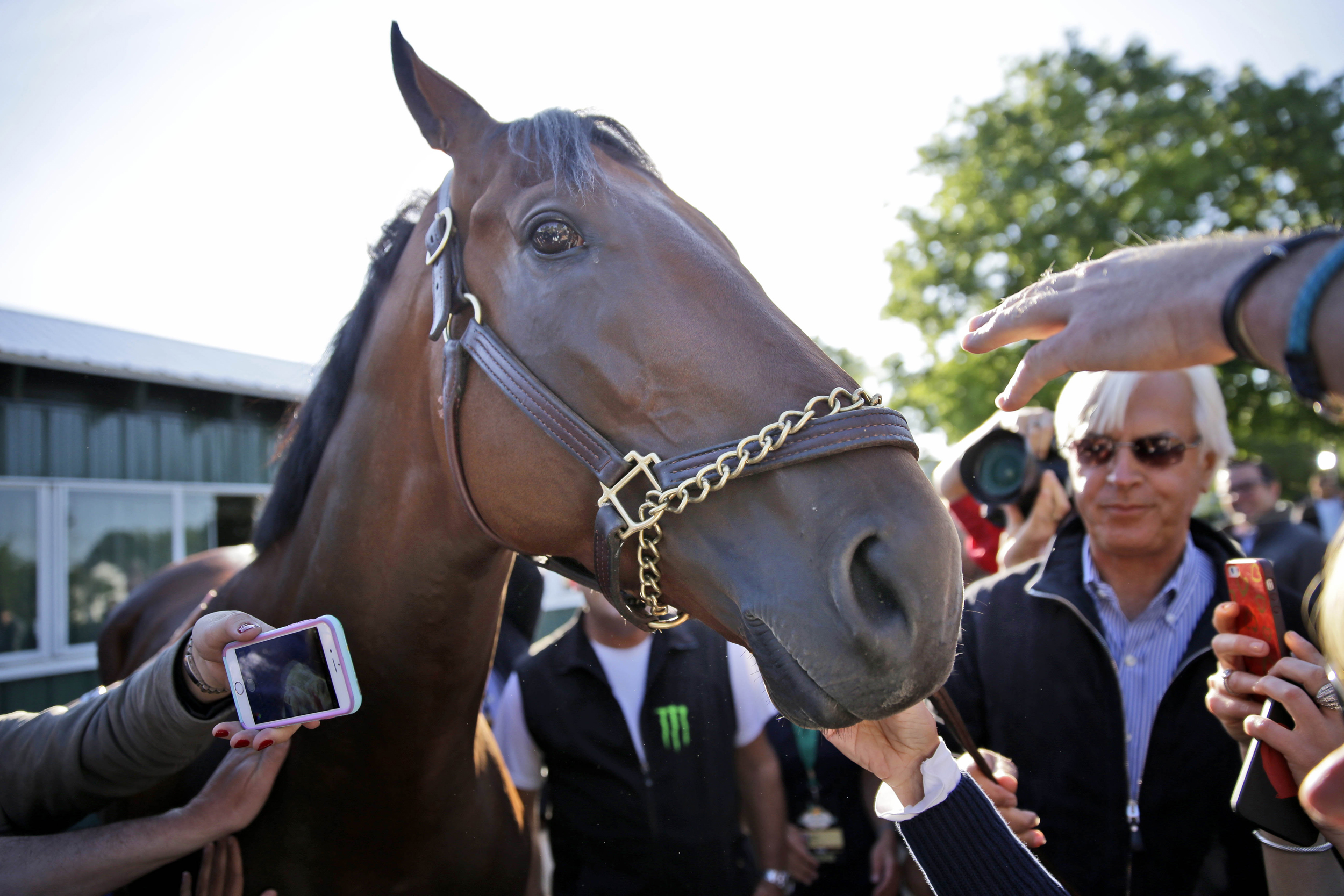 Triple Crown winner American Pharoah jogs at Churchill Downs