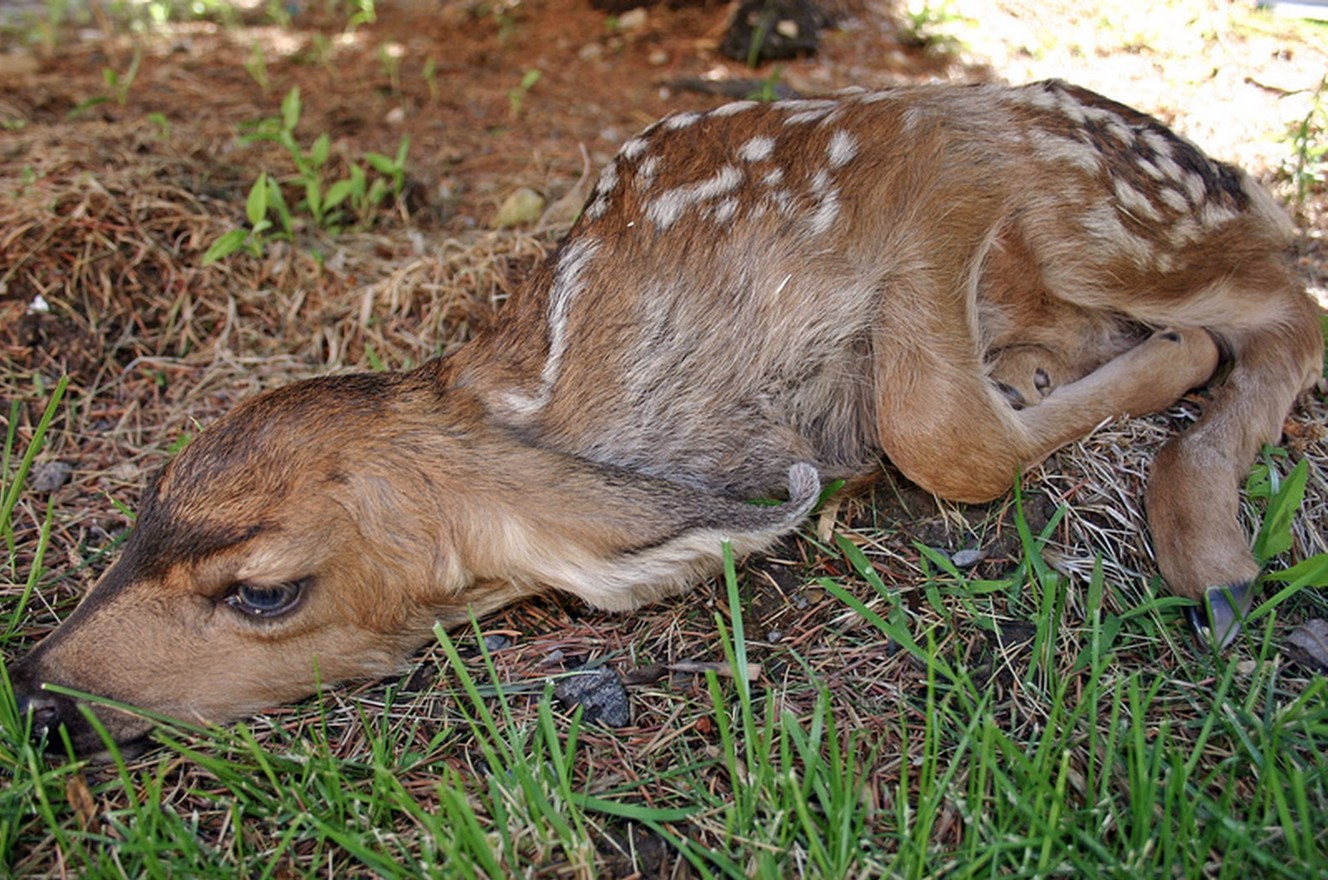 Picking up baby deer 'worst thing you can do,' DWR says