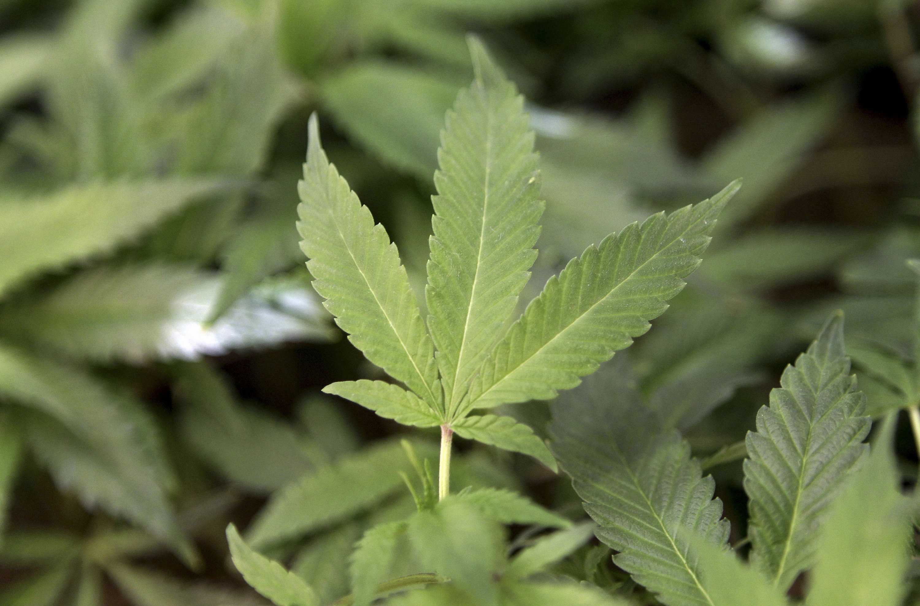 Got pot? San Francisco to host medical marijuana food fair