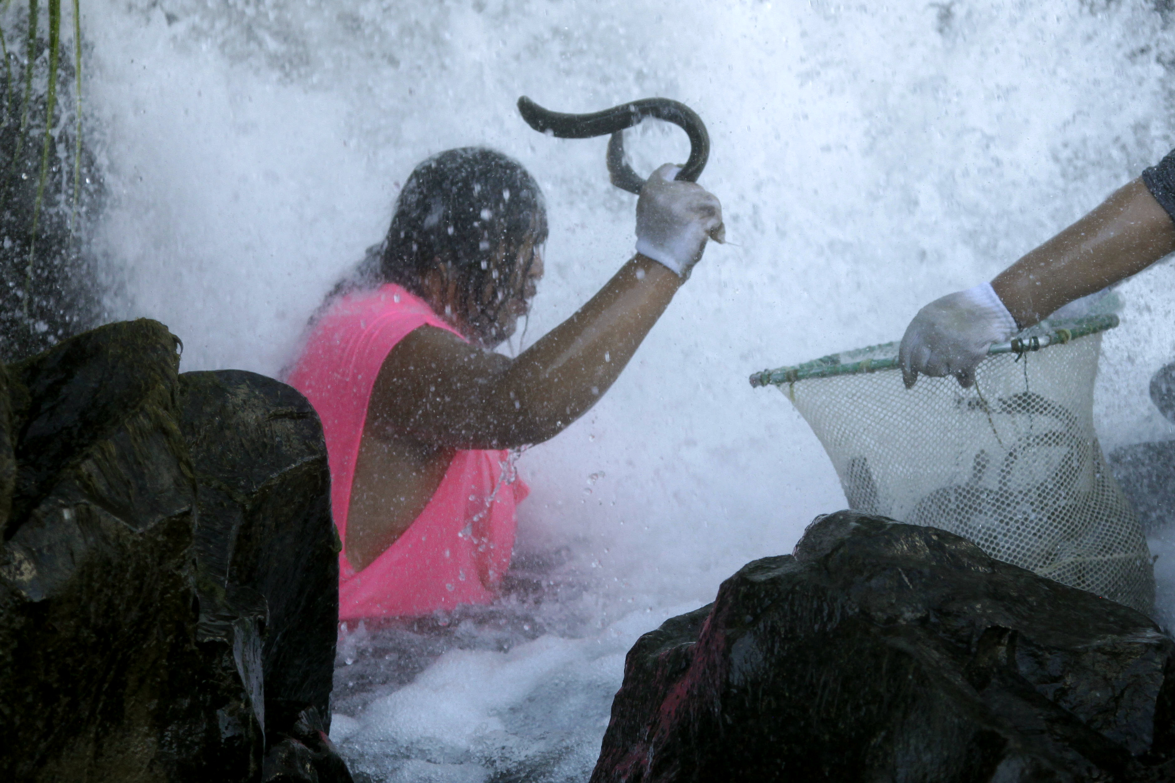 Native American tribes start yearly harvest of eel-like fish