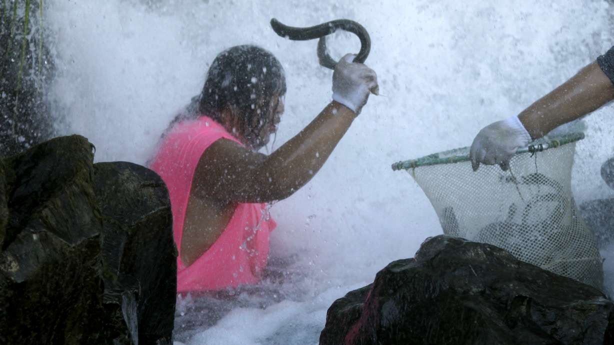 Native American tribes start yearly harvest of eel-like fish