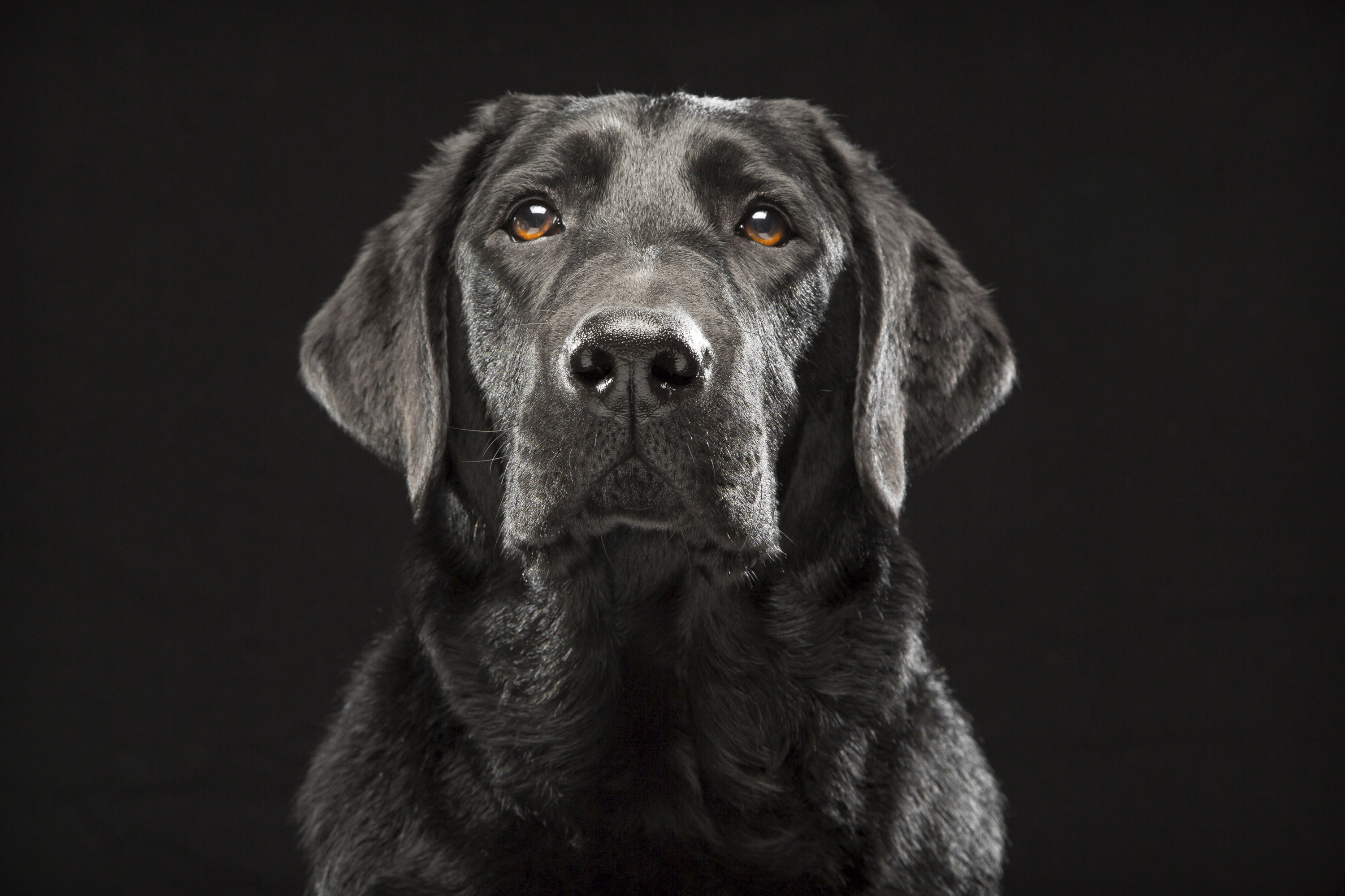 Pet photo series aims to counter 'black dog' theory