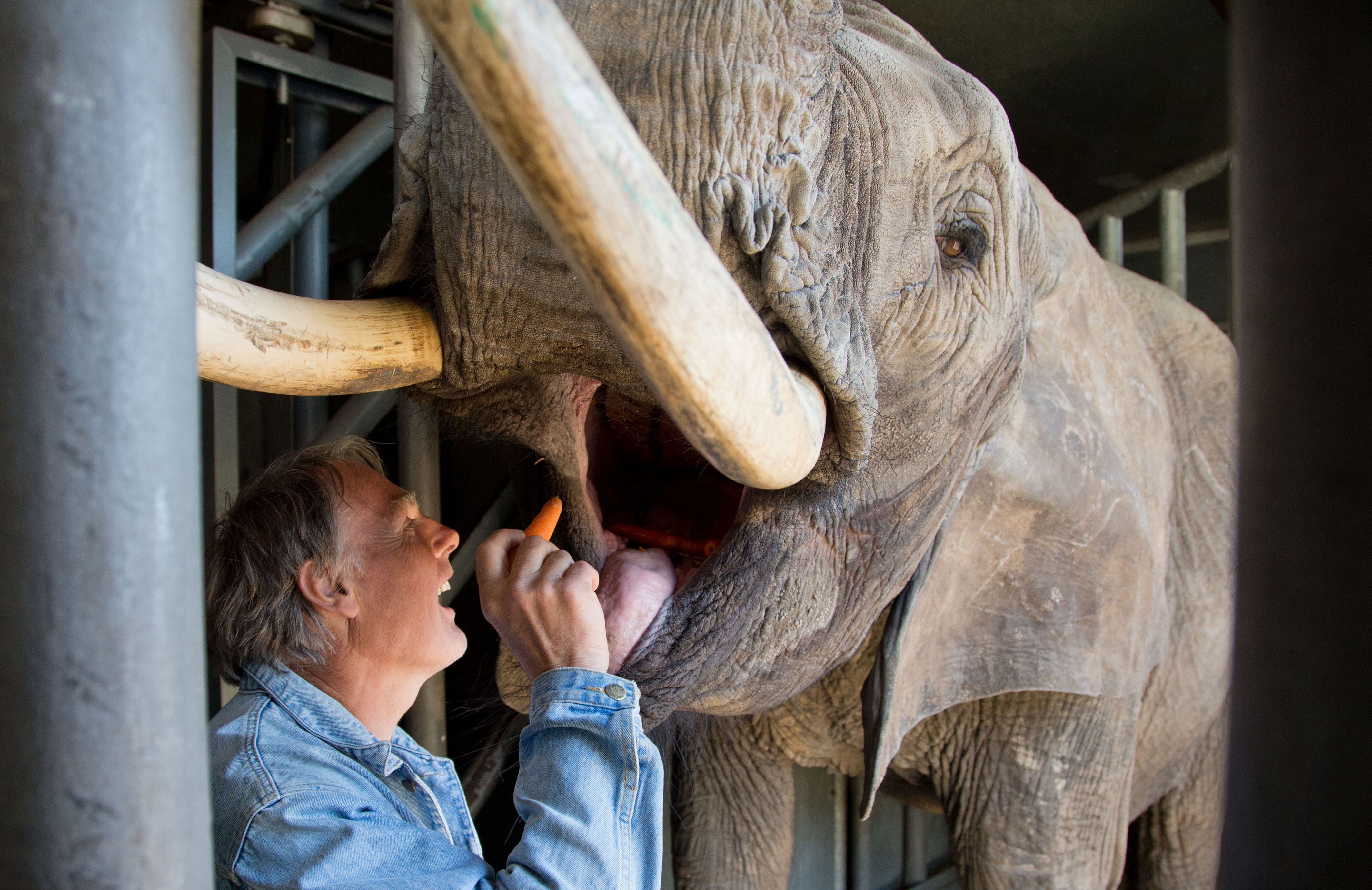 Elephant that killed German man relocated to a safari park