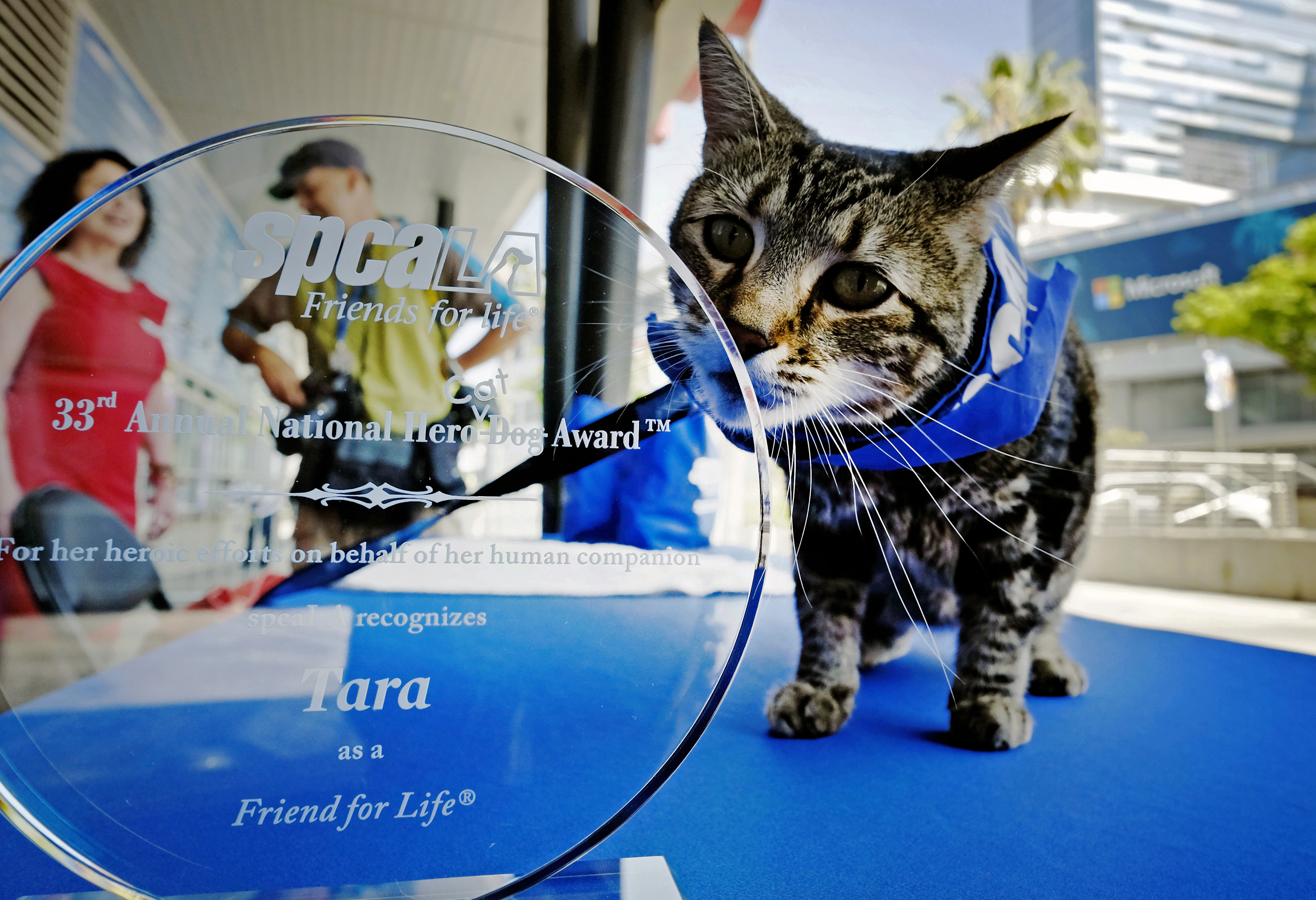Cat wins shelter's Hero Dog award for saving kid from canine