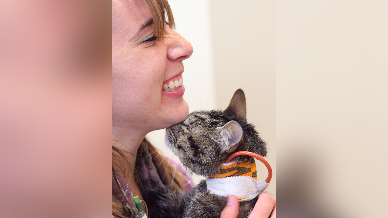 Cat hitches ride to Alaska in mattress, reunites with family