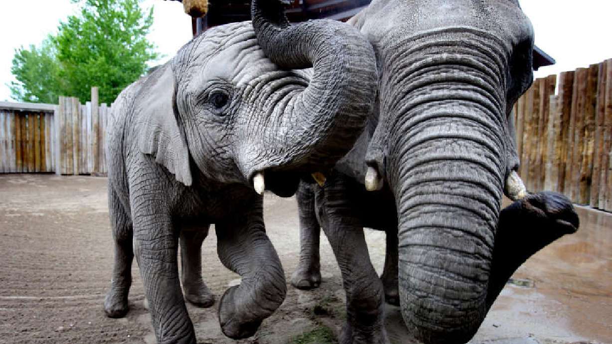 Looming budget cuts in Utah target money for Hogle Zoo, EnergySolutions