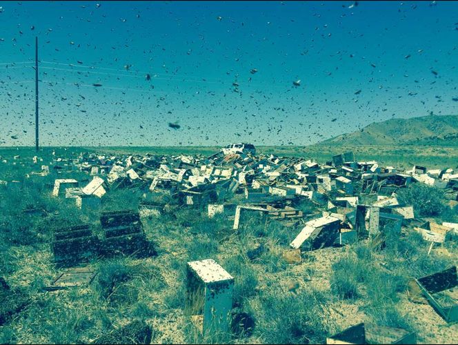 20 Millones de abejas se escapan en la ruta; el conductor del camión corrió por su vida 