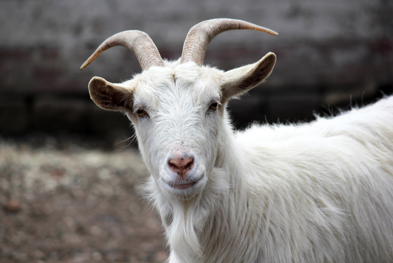 Utah school hires crew of landscaping goats to clear weeds
