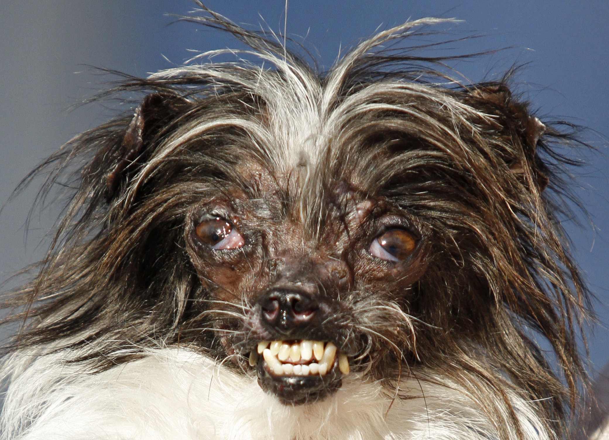 Homely hounds compete to be crowned World's Ugliest Dog