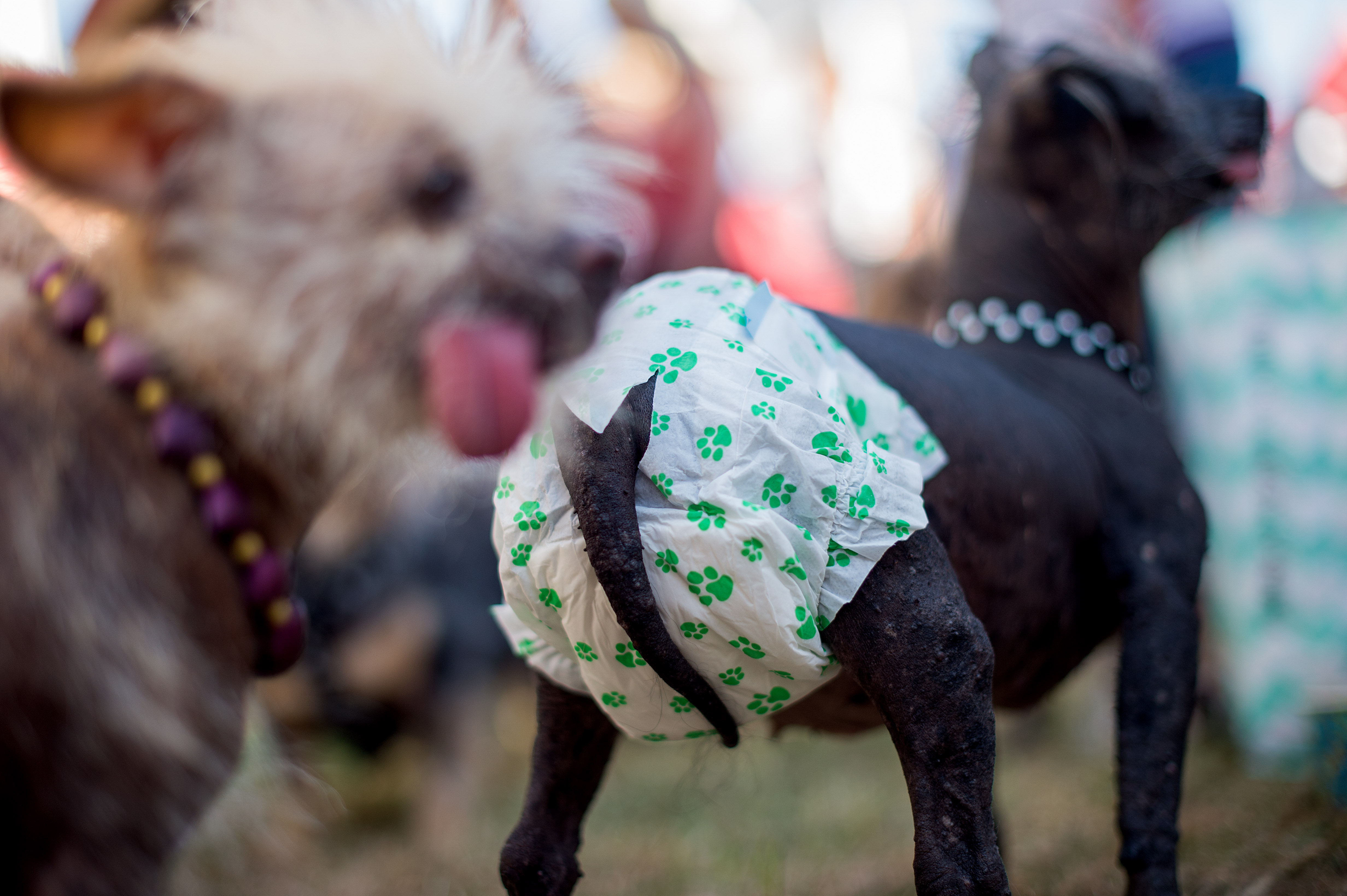 Deformed mutt is crowned World's Ugliest Dog
